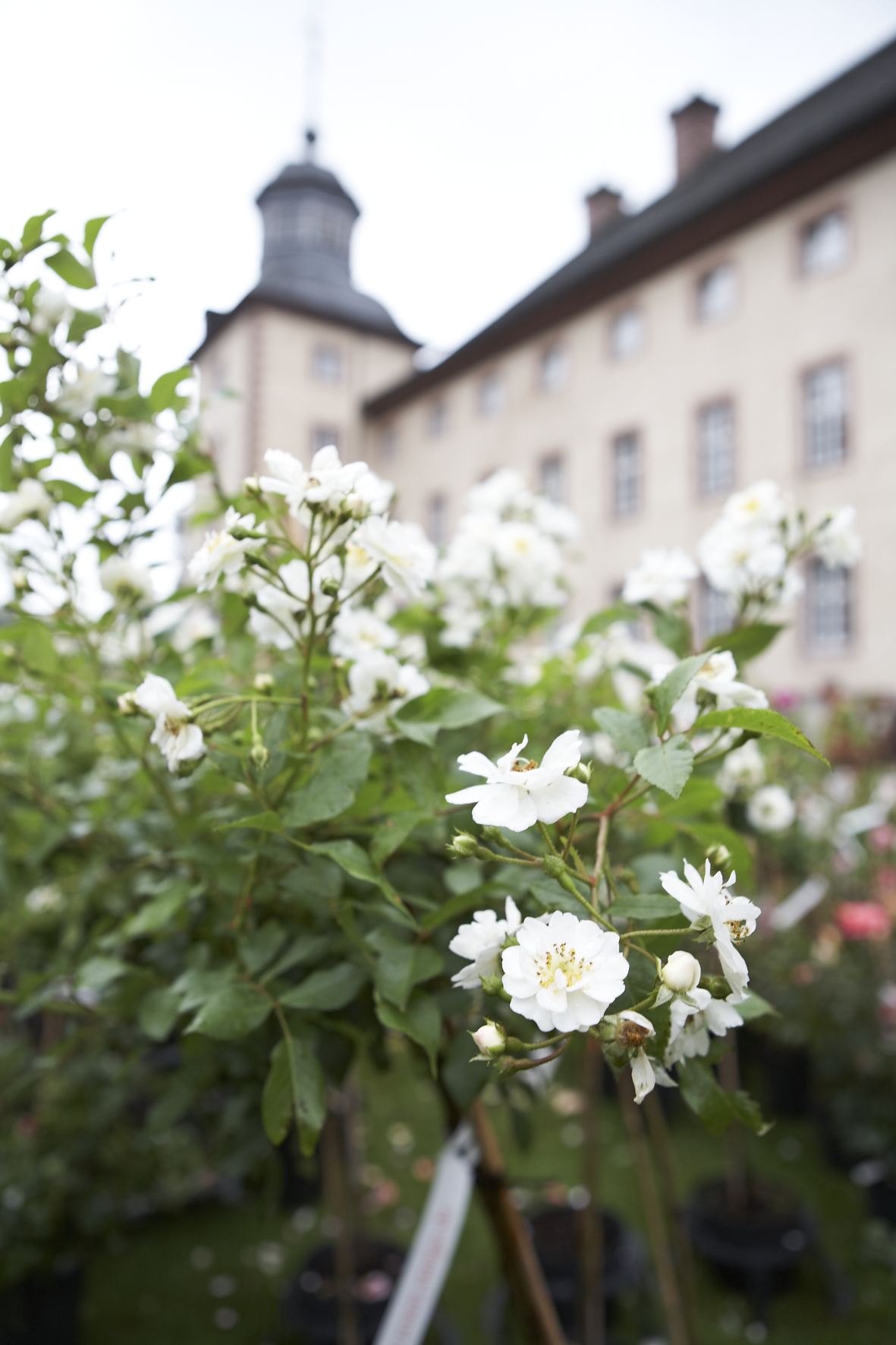 Gartenveranstaltung am Wochenende - gartenmessen.de